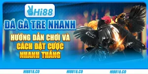 Đá gà tre nhanh - Hướng dẫn chơi và cách đặt cược nhanh thắng 