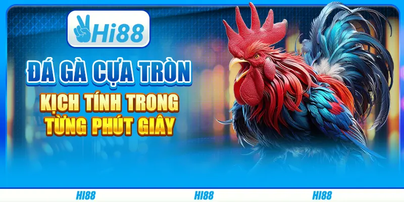 Đá gà cựa tròn - Kịch tính trong từng phút giây